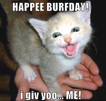 Happy Birthday -- LOL Cat