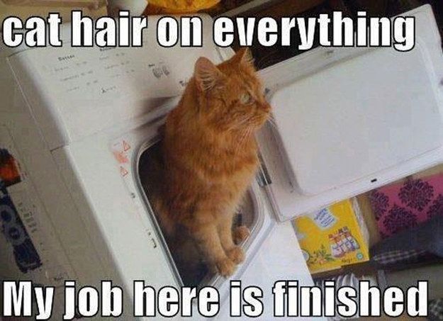 LOL Cat: hair on everything