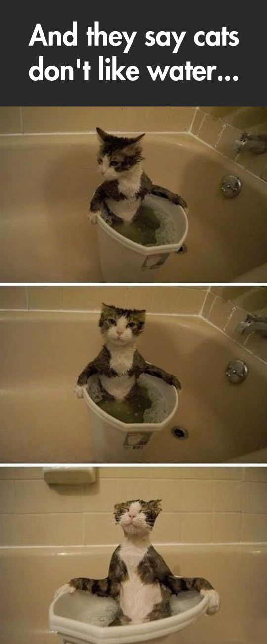 LOL Cat: And they say cats don't like water...