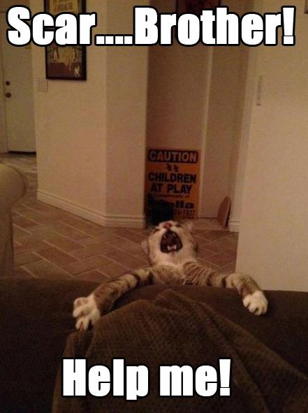 LOL Cat: Help Me!