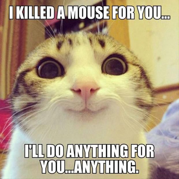 LOL Cat: I killed a mouse for you...