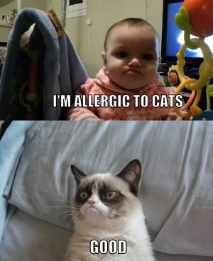 Grumpy Cat: Allergic to cats