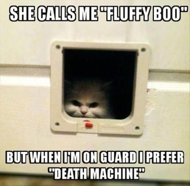 LOL Cat: Fluffy BOO