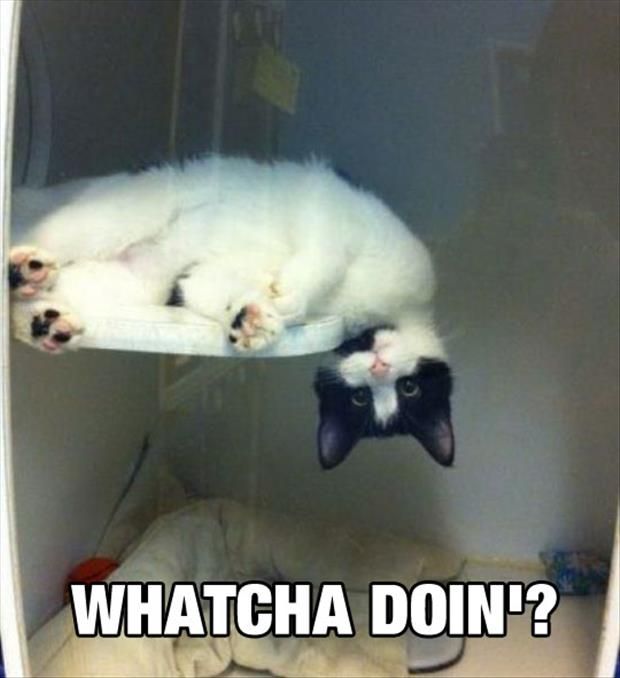 LOL Cat: Watcha doin'?