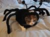 LOL Cat: spider