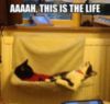 LOL Cat: this is the life