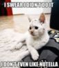 LOL Cat: I don't even like nutella