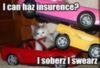 LOL Cat: I can haz insurence? I soberz I swearz