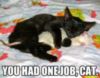 LOL Cat: You had one job, cat.