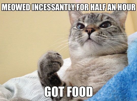 LOL Cat: got food