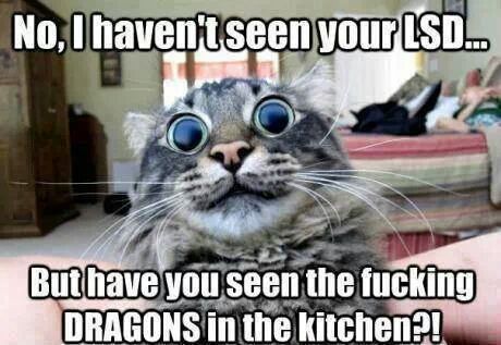 LOL Cat: Dragons in the kitchen?!