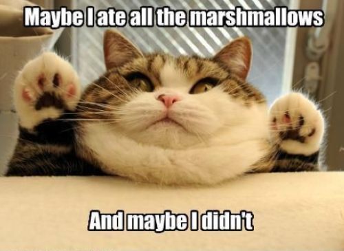 LOL Cat: Maybe I ate all the marshmallows..