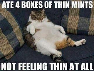 LOL Cat: Ate 4 boxes of thin mints...