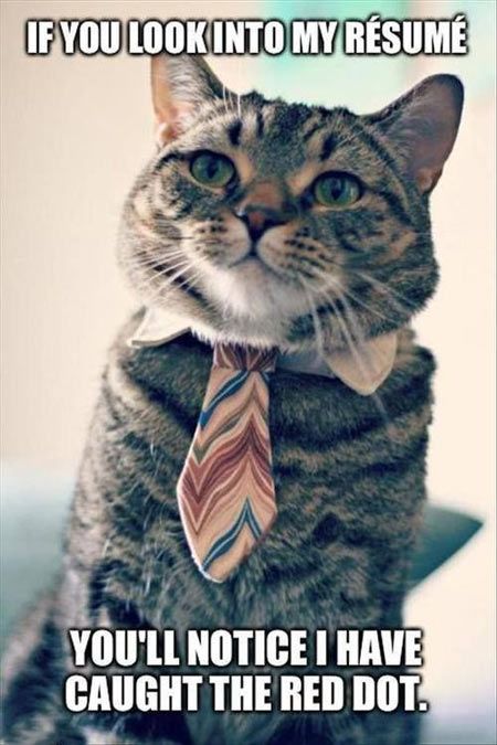 LOL Cat: If you look into my resume...