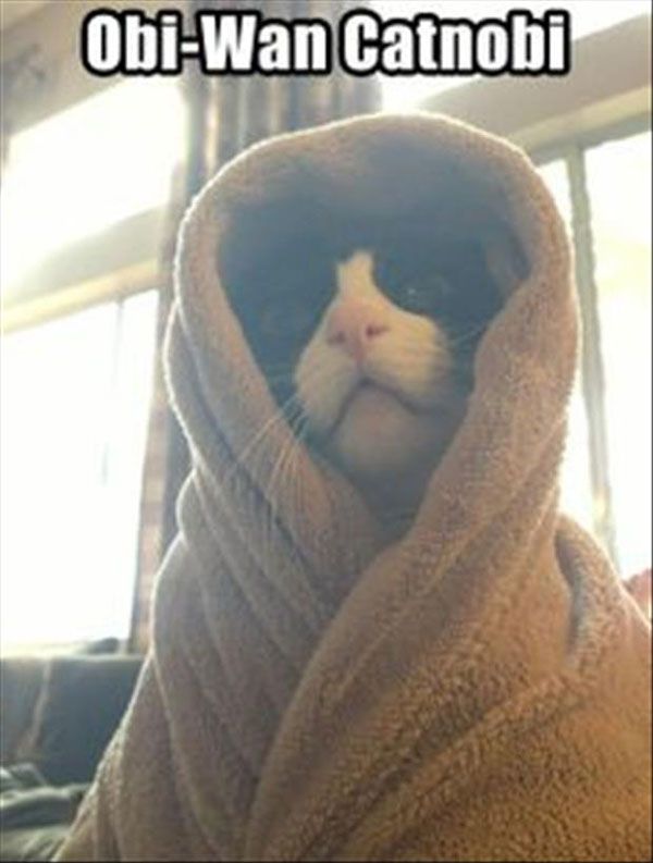 LOL Cat: Obi-Wan Catnobi