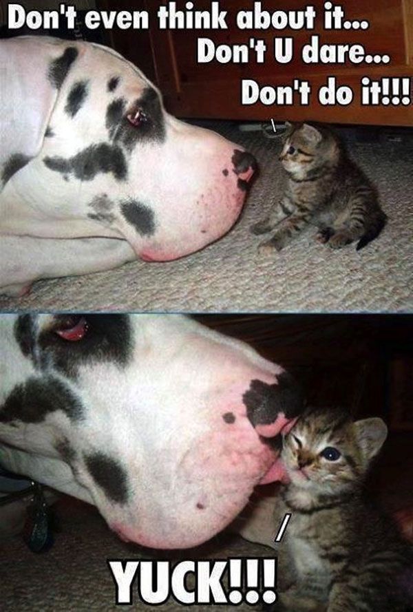 LOL Cat: YUCK!