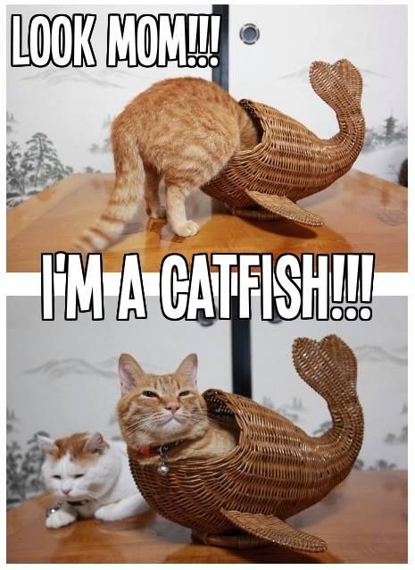 LOL Cat: Look Mom! I'm a catfish!