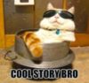 LOL Cat: Cool story bro