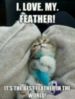 LOL Cat: the best feather