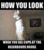 LOL Cat: how you look...