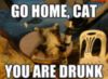 LOL Cat: go home, cat you are drunk