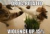 LOL Cat: Drug-related