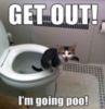 LOL Cat: Get out! I'm going poo! 