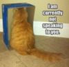 LOL Cat: I am currently not speaking yo you.