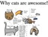 Why cats are awesome!