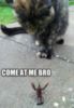 LOL Cat: Come at me bro