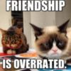 Grumpy Cat: Friendship is overrated.