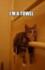 LOL Cat: I am a towel