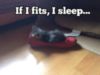LOL Cat: If I fits, I sleep...
