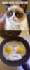 Grumpy Cat: I made fried eggs for you