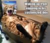 LOL Cat: "customized" box