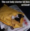 LOL Cat: The cat lady starter kit has arrived!