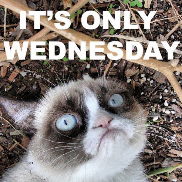 Grumpy Cat: it's only Wednesday