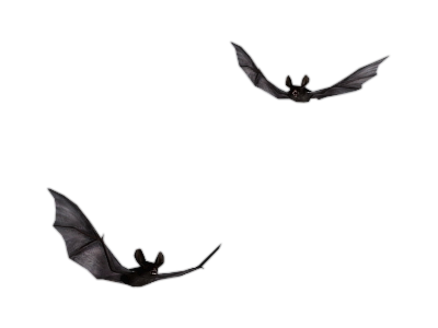 Halloween -- Bats