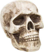 Halloween -- Skull