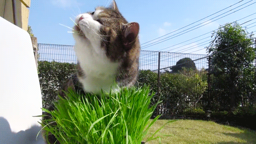Funny Cat eats grass