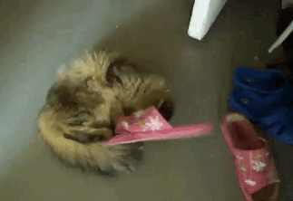 Funny Cat with slippers