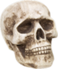 Halloween -- Skull