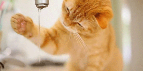 Cute Kitten plays with water