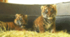 Funny Animals -- Tigers
