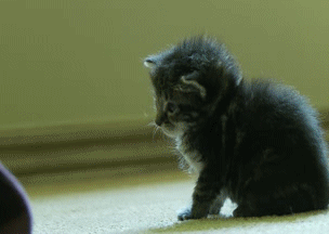 Cute Funny Kitten