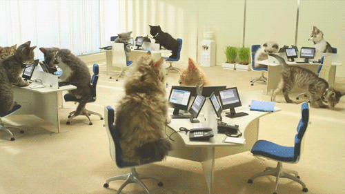 Funny Cats Employees in an Office