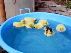 Cute Little Ducks