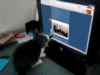 Funny Cat plays computer