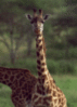 Funny Animal Giraf
