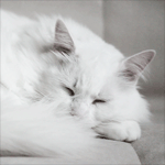 White cat sleeps